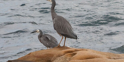 White-faced heron